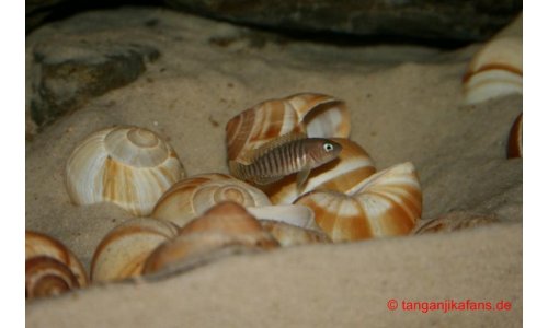 Neolamprologus multifasciatus